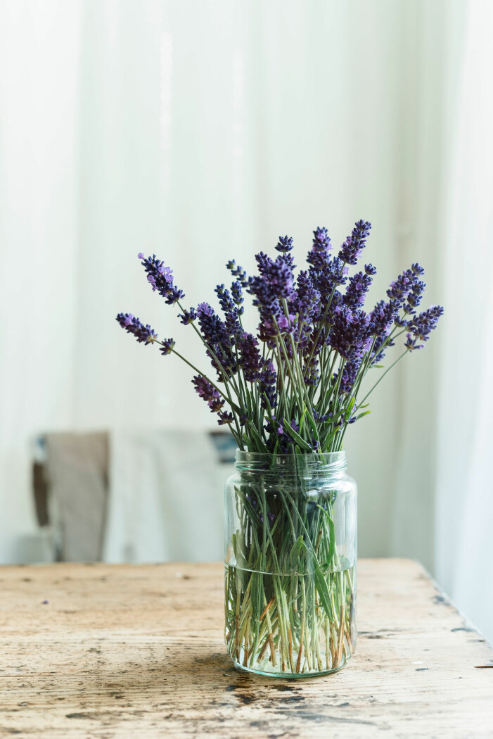 Lavendelblommor och sötsaker är en svårslagen kombination. Lavendel är en ätbar blomma