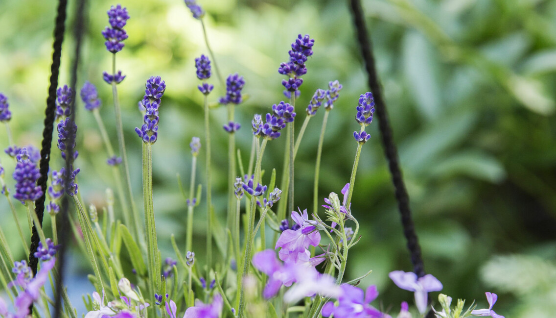 Lavendel doftar underbart på uteplatsen och på balkongen.