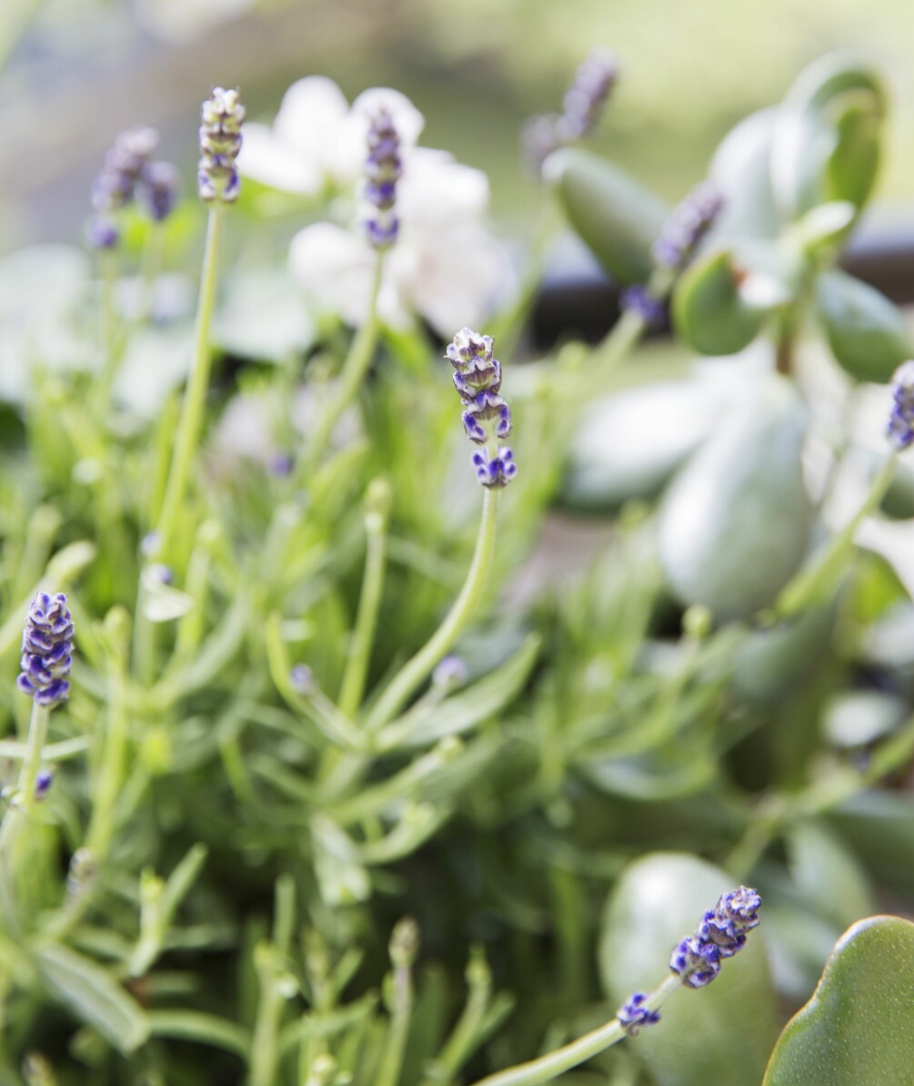 Fjärilar och bin dras till blommor som doftar gott. Den väldoftande lavendeln är en stark magnet. Lavendel i balkonglådan lockar till sig fjärilar.
