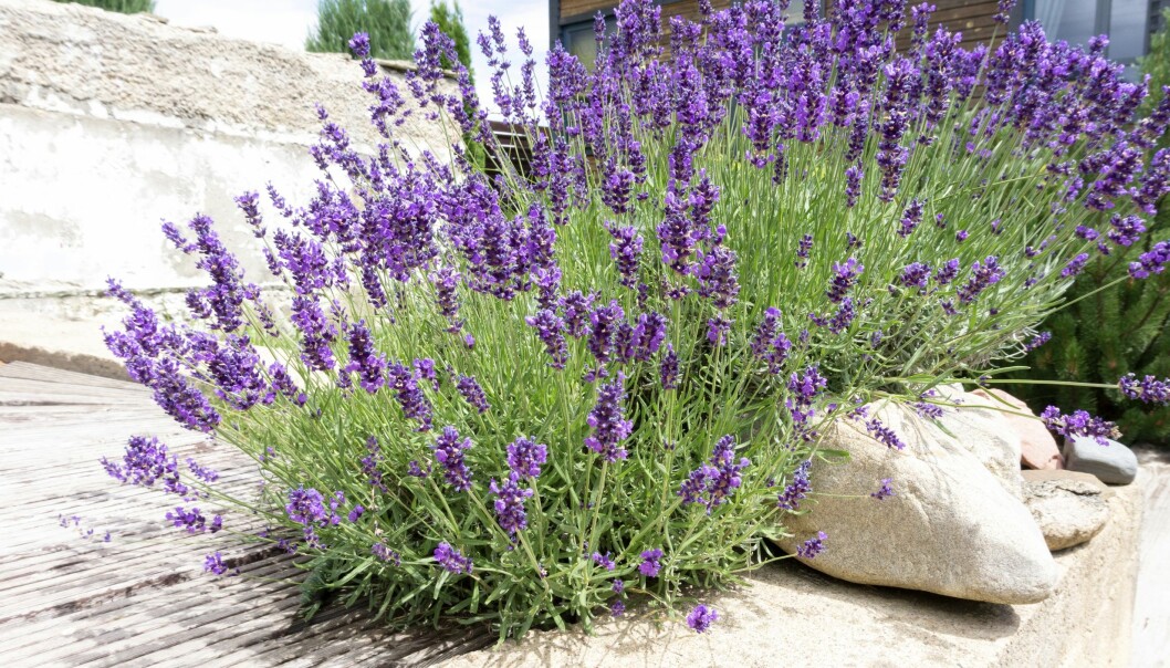 Lavendel är snyggt som inramning året om. Lockar till sig fjärilar och blommorna kan användas i skorpor, badolja eller till egen tvål. Klipp av blomstänglarna till hösten då de grå bladen ger en prydlig vinterform. Lavendel blommar vackert och doftar underbart.