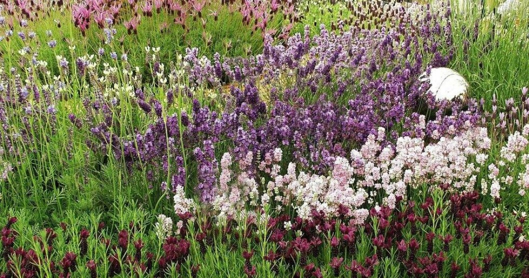 Lavendel gör sig alldeles utmärkt som smaksättare till exempelvis saft men funkar även utmärkt att kandera och äta. Lavendel är en bra smaksättare.