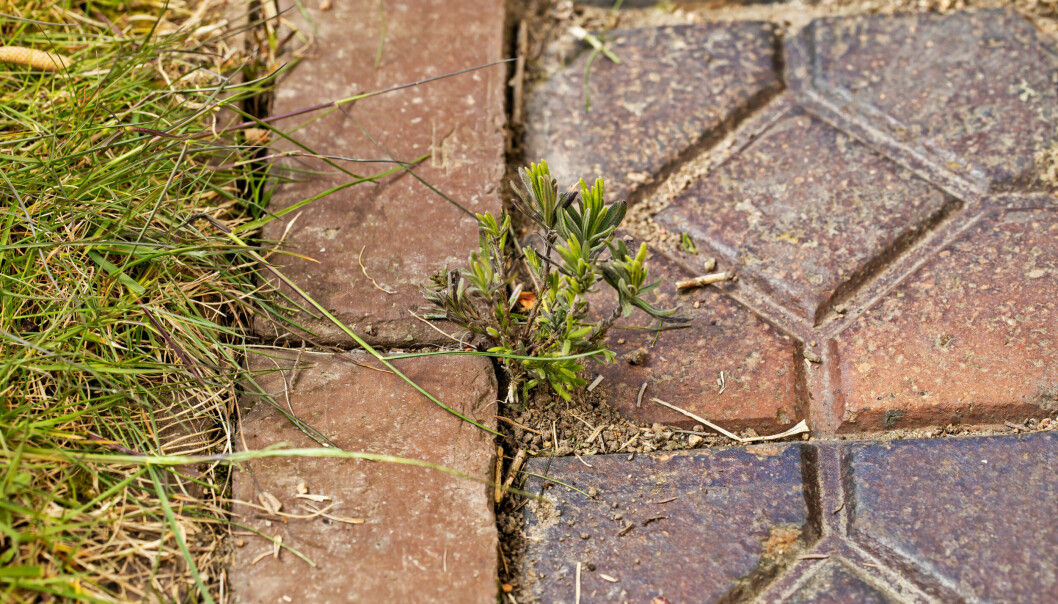 Lavendel som gror mellan stenplattor i trädgården.