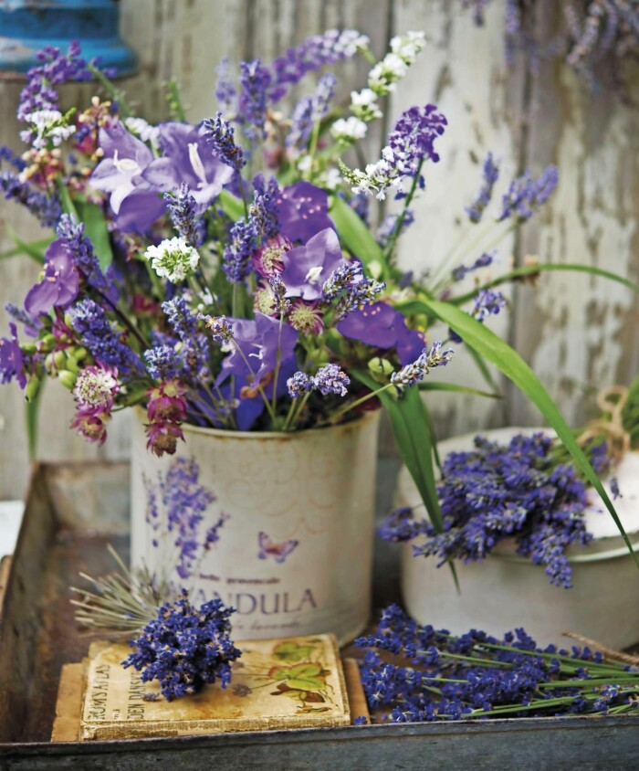 Tycker du om lila och blå färgnyanser finns många sommarblommande växter att välja på förutom lavendel. Här har vi blandat stor blåklocka, stjärnflocka och tremastarblommor med lila och vita lavendel. Lavendelsticklingar och torkad lavendel.