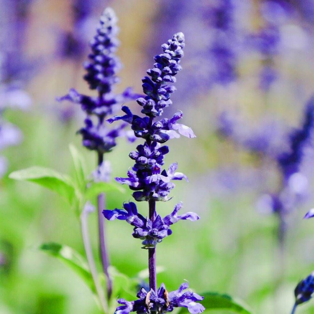 Lavendel, hidcote