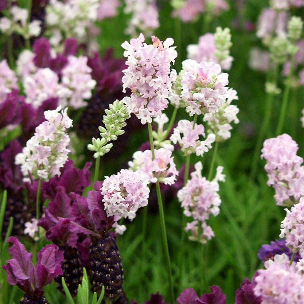 Den här sortens lavendel heter Little Lottie. Lavendelsorten Little Lottie.