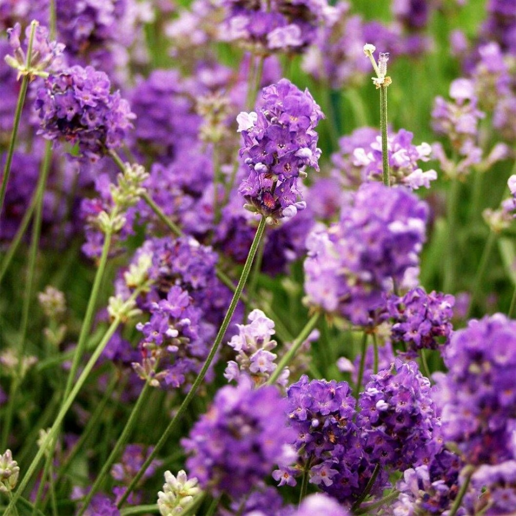 Lavendelsorten Miss Muffet.