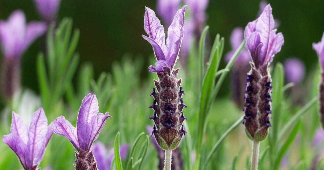 Den här sortens lavendel heter Willow Yale och skiljer sig något från många andra lavendelsorter.