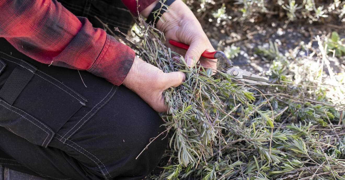 Anni Jähde klipper av grenar på sin lavendel för att föröka med sticklingar.