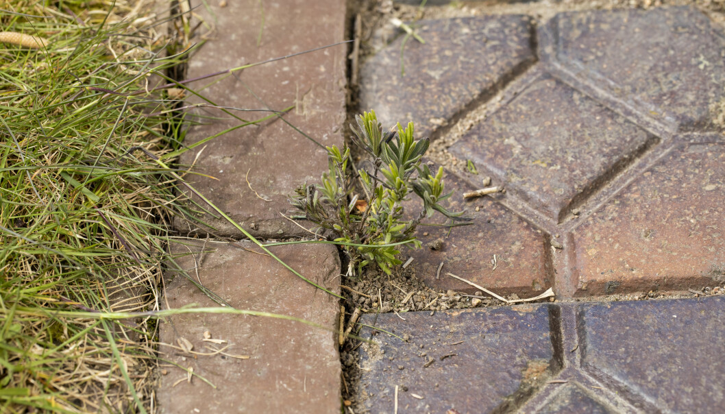 Lavendelns frön gror där det är sandigt, torrt och varmt, som mellan stenplattor till exempel. En frösådd lavendelplanta mellan stenar på en uppfart.