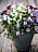 Petunia 'Lavender Sky' samplanterad med blomstertobak och hängverbena på uteplats.
