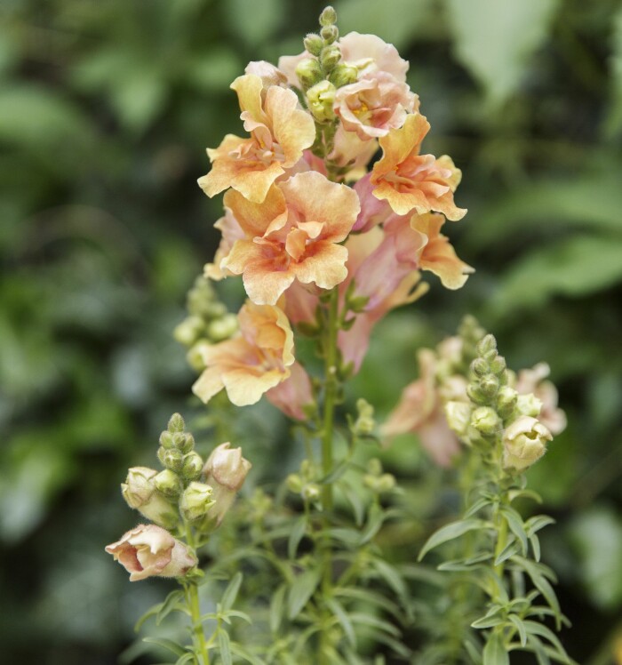 Lejongap vill gärna ha utrymme att växa på både höjden och bredden. Beroende på sort kan denna lättskötta sommarblomma bli upp emot en meter hög. Lejongap i kruka.