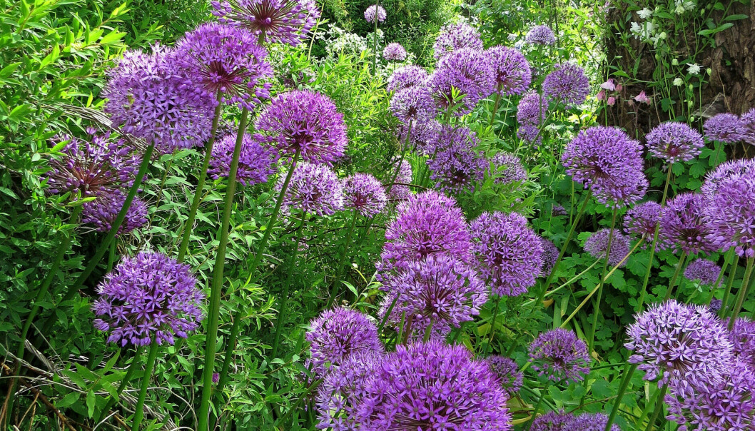 De stora lila blombollarna är de vanligaste allium vi har i våra trädgårdar. De kommer som en värdig avslutning på vårlöksperioden och det finns många namnsorter att välja mellan. Lila blombollar är den vanligaste allium.