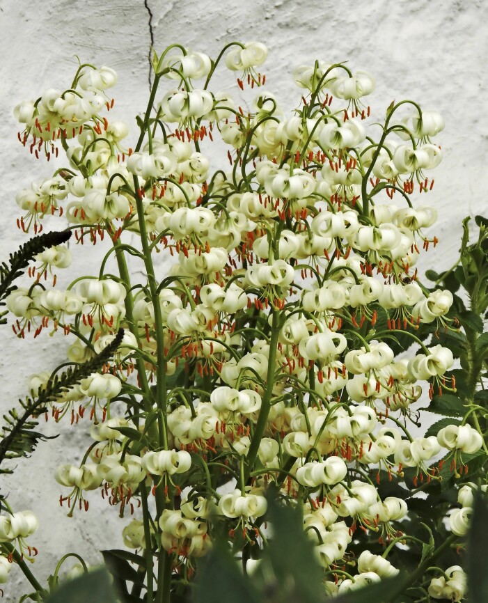 Krolliljan får massor av blommor. De hänger som kinesiska lyktor och lyser upp i rabatten. Växten har funnits länge i Norden, antagligen redan på medeltiden. Krollilja