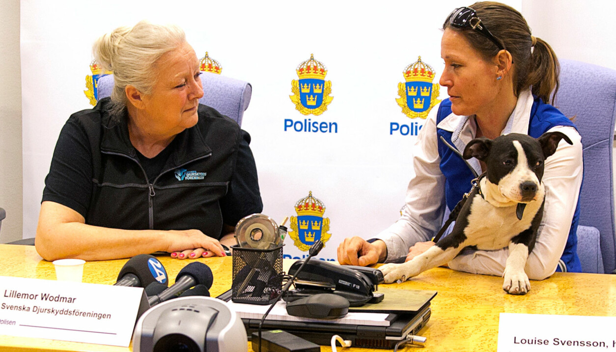 Lillemor Wodmar i sitt jobb på Svenska Djurskyddsföreningen. 2015 när Polisen i Norrköping hade pressträff med anledning av att de fyra upphittade kroatiska valparna i Norrköping har fått nya ägare. Tre av de nya ägarna är med på träffen. Med också Fredrik Kliman, presstalesman på Polisen samt Lillemor Wodmar, Djurskyddsföreningen, som bekostat omhändertagandet av valparna.