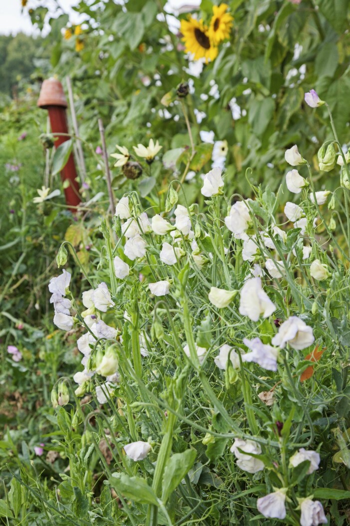 Linda blandar gärna blommor för att få fram en vild sommarängs-känsla. I förgrunden luktärt, Lathyrus odoratus, ’Spencer Arthur Hellyer’. luktärt, Lathyrus odoratus, ’Spencer Arthur Hellyer’.