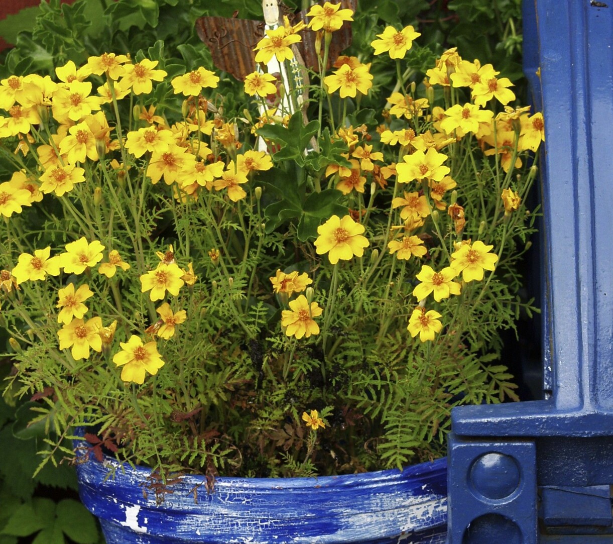 Liten tagetes 'Lemon Gem' passar fint i kruka. Sätt den på en plats där du kan njuta av växtens ljuvliga citrondoft. Liten tagetes 'Lemon Gem' i kruka.
