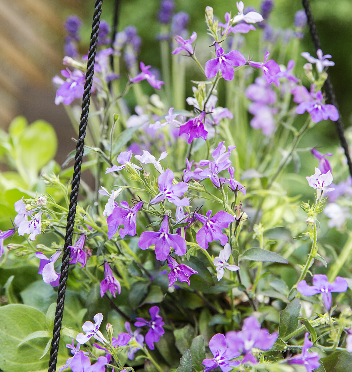 Lobelia blommar i kruka och ampel hela sommaren.