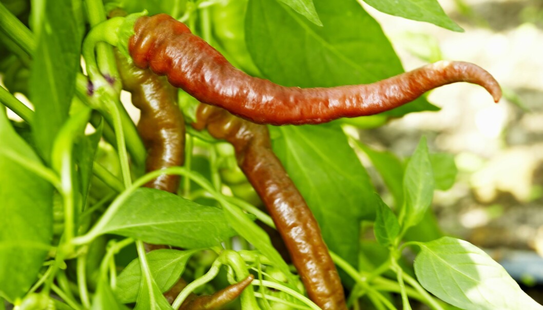 Lombardo chili är väldigt mild.