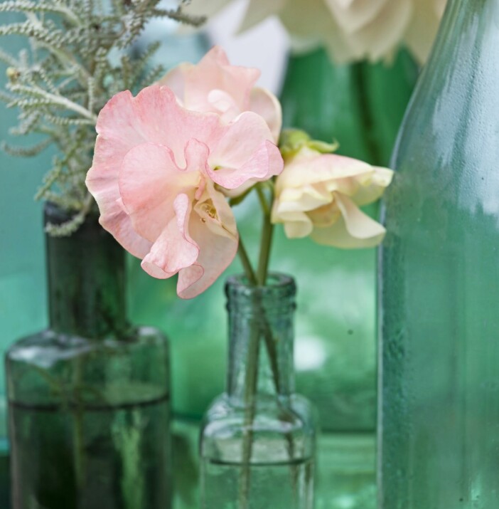 Njut lite extra av säsongens sista luktärter genom att ta in och sätta i vas. Fortsätt plocka så håller du igång blomningen, den kan vara ända fram till frosten. Sorten på bilden heter ’Queen Mother’. Sätt säsongens sista luktärter i vas.