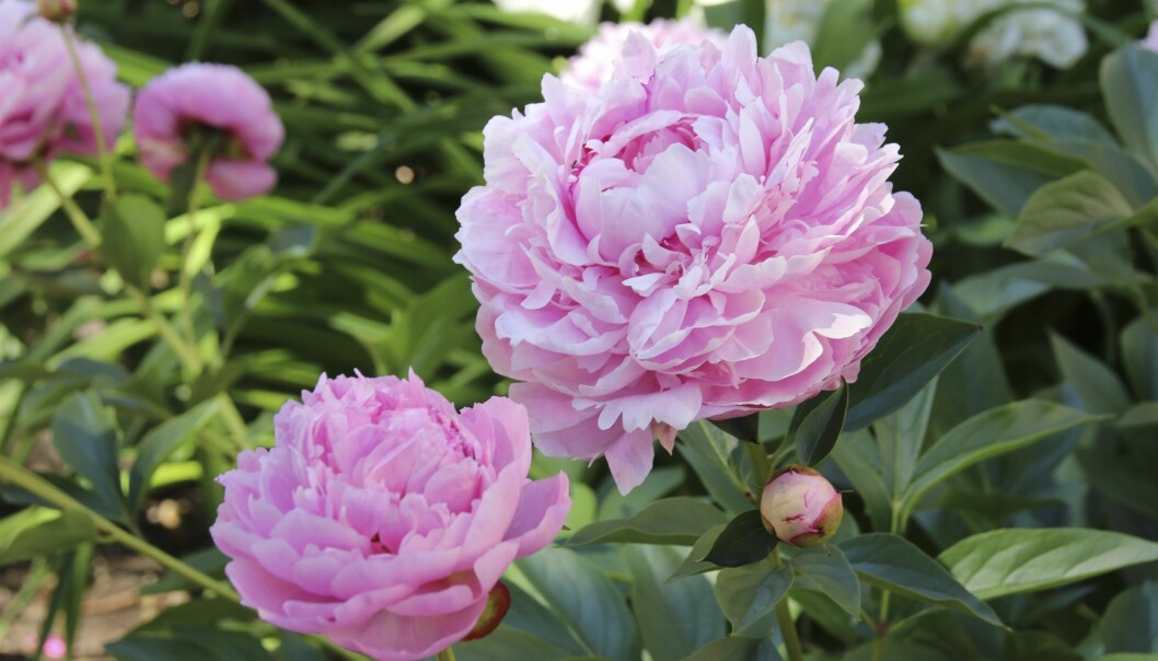 Luktpion 'Sarah Bernhardt'.