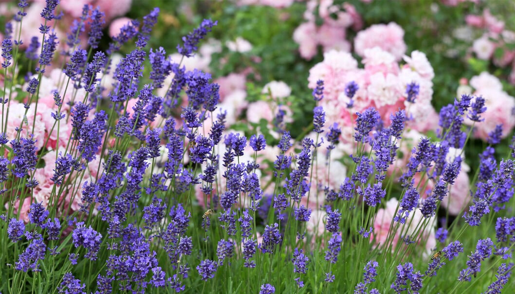 Lavendel som är enkel att lyckas med om du har rätt art.