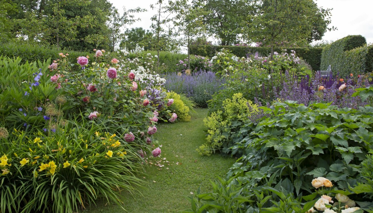 En trädgård med flera olika buskrosor.