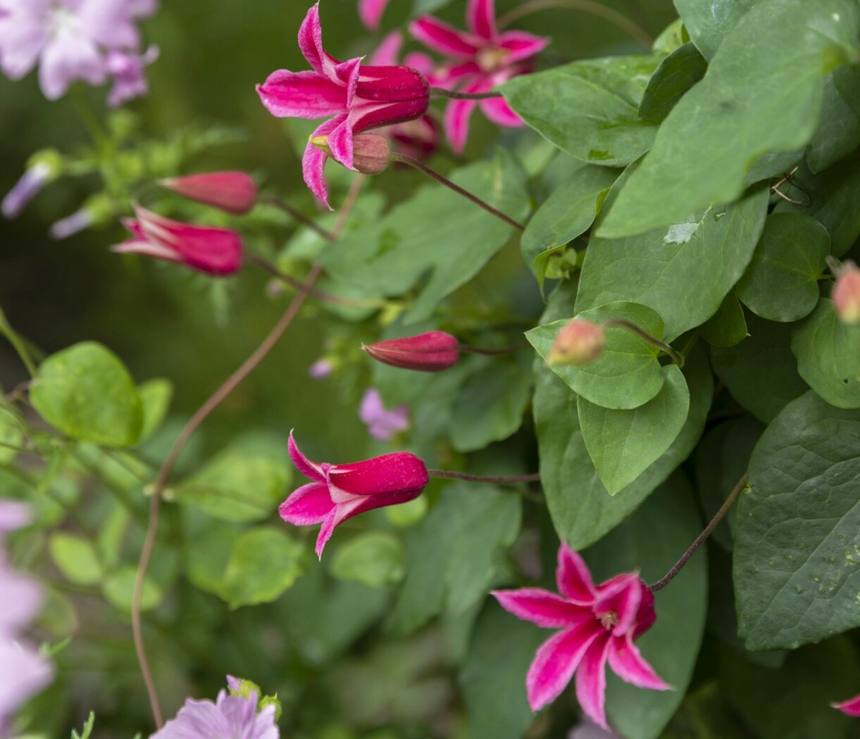 Lyktklematisen 'Princess Diana' blommar från juli till september med rosa blommor, som liknar liljetulpaner. Måttligt stor klematis, passar även för krukodling. Höjd 180-240 centimeter. Zon 3. Lyktklematisen 'Princess Diana' liknar liljetulpaner.