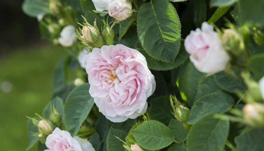 Kärt barn har många namn, 'Maiden Blush' benämns även 'Cuisse de Nymphe', 'Bella Donna', La Virginale', 'Loyalist', 'Tertin Kartano', 'Regalis' och 'Great Maidens'. Har funnits sedan åtminstone 1754. Alba-gruppen. Engångsblommande med ljusgula knoppar som slår ut i skära blommor. Höjd 1,8 meter. Stark doft. Skuggtålig. Zon 6. Gammaldags buskrosen 'Maiden Blush'.