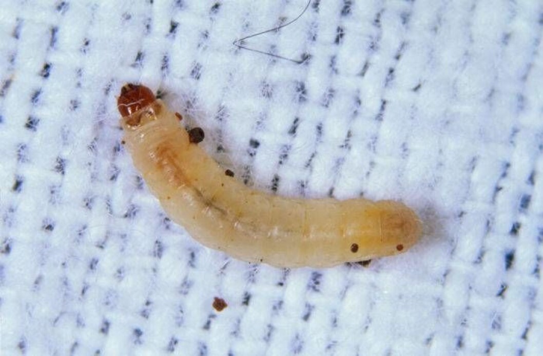 Larven äter små hål i dina kläder samtidigt som den bygger en kokong av materialet. Foto: IBL Bildbyrå Larven äter små hål i dina kläder samtidigt som den bygger en kokong av materialet.