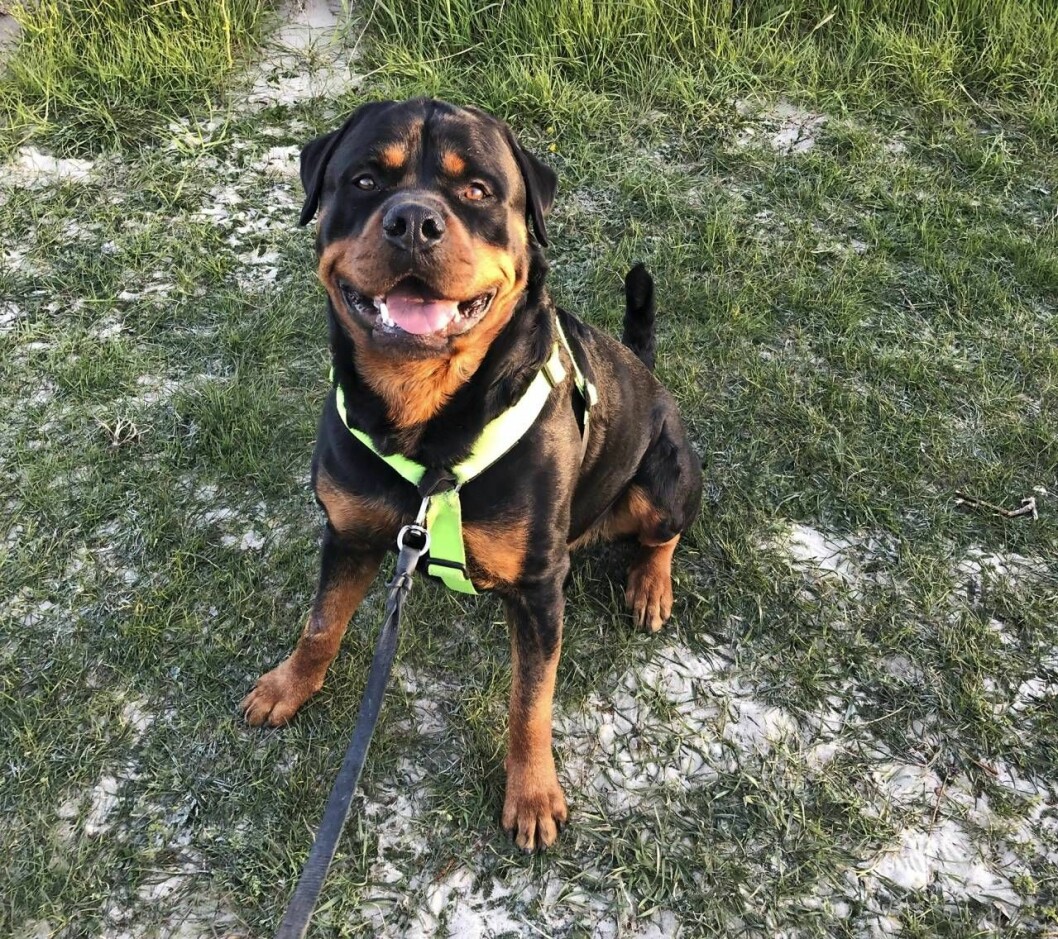 Säg hej till Nemo! Tillsammans fyller vi helgerna med bus, mys och härliga promenader. Foto: Privat Hunden Nemo tittar in i kameran