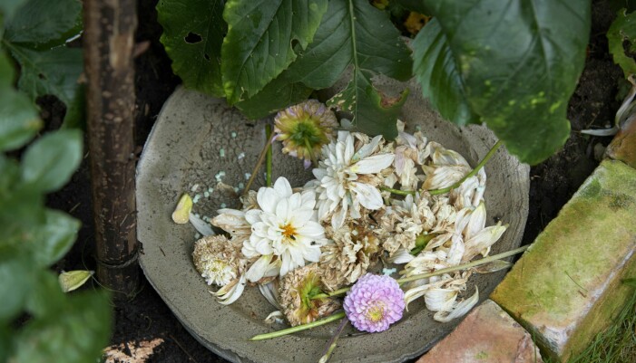 Malin gör fällor för mördarsniglar genom att lägga några vissna blommor på ett fat tillsammans med snigelmedlet ferramol. Snigelfälla: vissna blommor på ett fat + ferramol.
