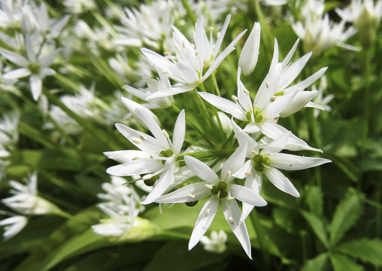 Ramslökens vackra stjärnlika blommor är goda att lägga på en sallad eller som dekoration och smaksättare på många rätter. Blommande ramslök.
