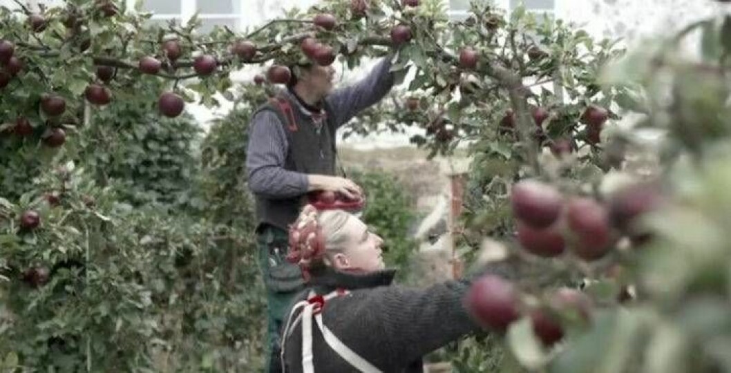 Under programmets gång har tittarna fått vara med då Mandelmanns bland annat skördar äpplen. Foto: TV4 Under programmets gång har tittarna fått vara med då Mandelmanns bland annat skördar äpplen.
