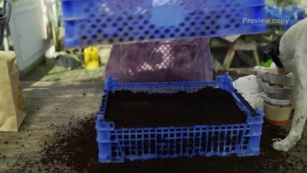 Marie planterar jättemånga purjolökar varje år och då behövs smarta knep för att slippa köpa plastkrukor varje år. Foto: TV4 Marie Mandelmann planterar purjolöksfrön i gamla champinjonlådor.