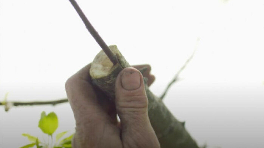 Ympgrenen sätts fast i äppelträdets gren under barken och surras fast med tråd. Foto: TV4 Gustav Mandelmann visar hur man ympar träd.