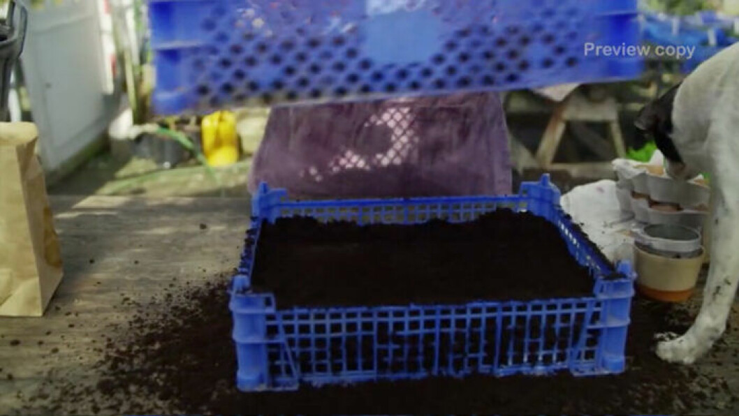 Marie planterar jättemånga purjolökar varje år och då behövs smarta knep för att slippa köpa plastkrukor varje år. Foto: TV4 Marie Mandelmann planterar purjolöksfrön i gamla champinjonlådor.