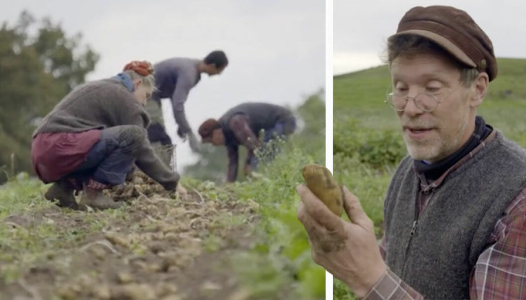 I veckans Mandelmanns gård skördar Marie och Gustav Mandelmann potatis.