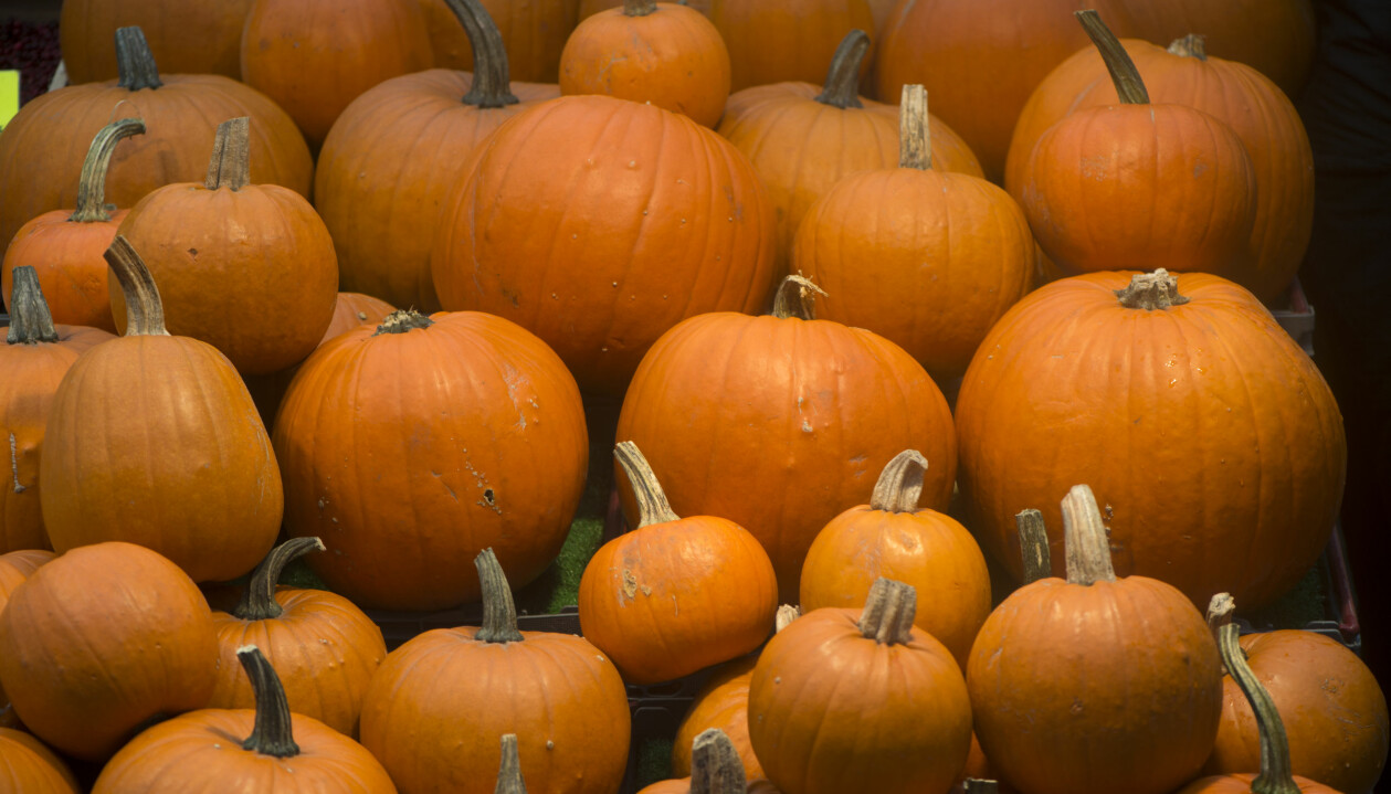 Många orange halloweenpumpor.