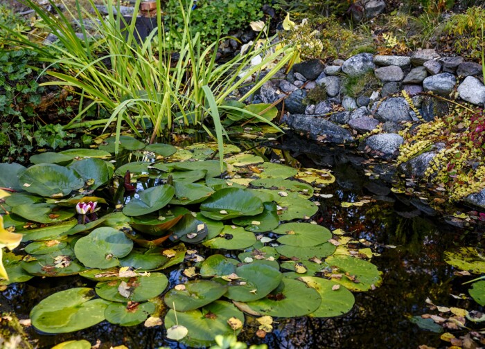 Dammen var det första de anlade, för att ge plats åt guldfiskarna de hade med sig från förra huset. Näckrosorna och gräset skyddar dem mot fåglarna. Dammen var det första de anlade, för att ge plats åt guldfiskarna de hade med sig från förra huset. Näckrosorna och gräset skyddar dem mot fåglarna.