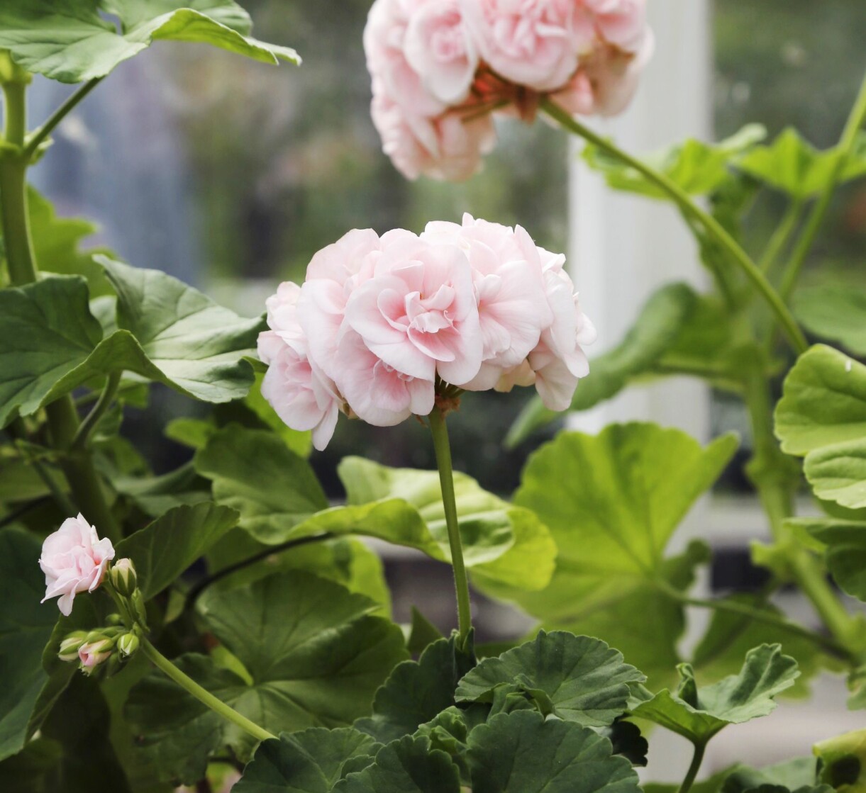 En Mårbackapelargon trivs och blommar i ett uterum.
