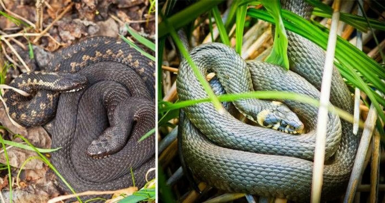 Marianne blev biten av en huggorm: ”Förstod direkt” | Allas