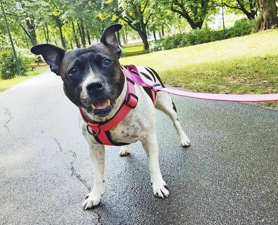 Myran är en stor källa till glädje för Marie. ”Det är som om jag har en bit av Hanna hos mig”, säger hon. Hunden Myran på en gata