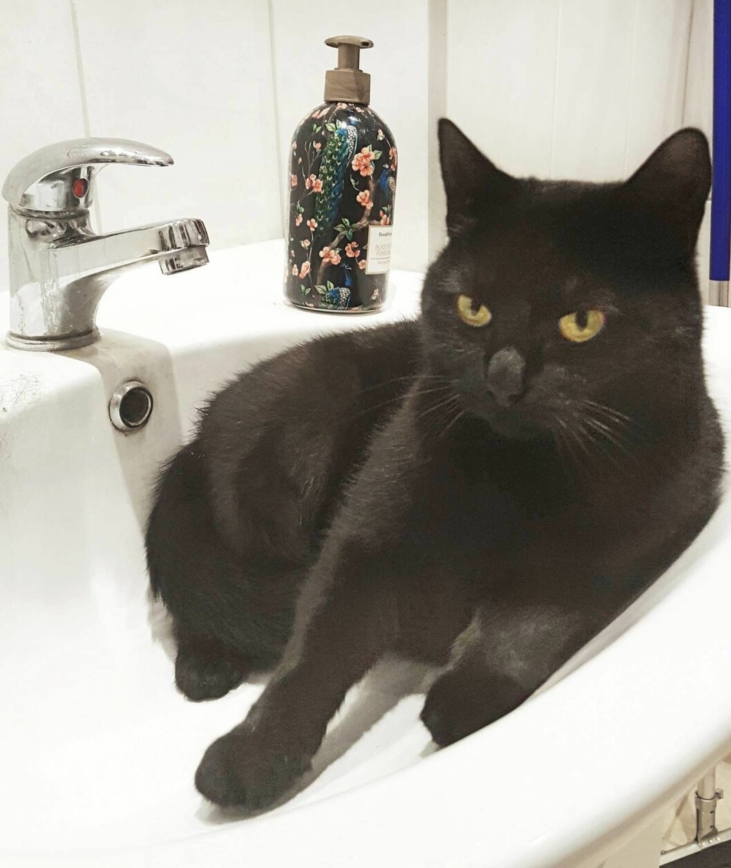Katten Siggan hittades i en kartong med ett gäng andra kattungar när Martina var aktiv i Djurskyddet. Alla utom Siggan hittade nya hem, så hon fick stanna kvar. Foto: Privat Katt vilar i vask