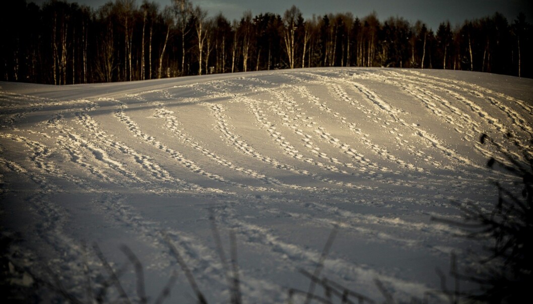Området finkammas. Spår överallt i snön vittnar om det intensiva sökandet efter tvåbarnsmamman Janne Jemtland. Foto: Christian Roth Christensen/TT Massor av spår i snön vid skallgången efter Janne Jemtland.