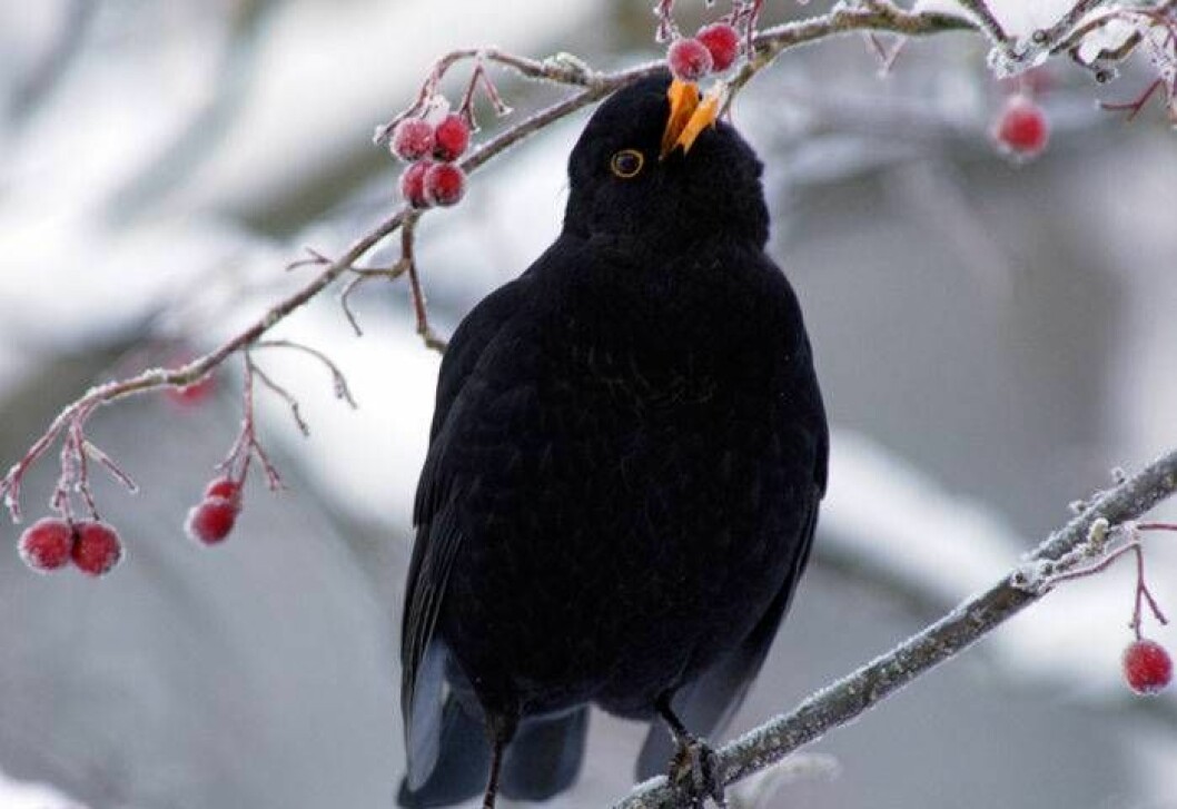 Matning har gynnat en del arter, särskilt koltrast och rödhake. Utan matning hade vi haft färre av dem. Foto: IBL En koltrast äter bär om vintern.