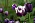 Mörklila ’Queen of Night’ tillsammans med ’Rems Favourite’ i lila och vitt. Den vackra, lila gyllenlacken är Erysimum ’Bowles Mauve’.