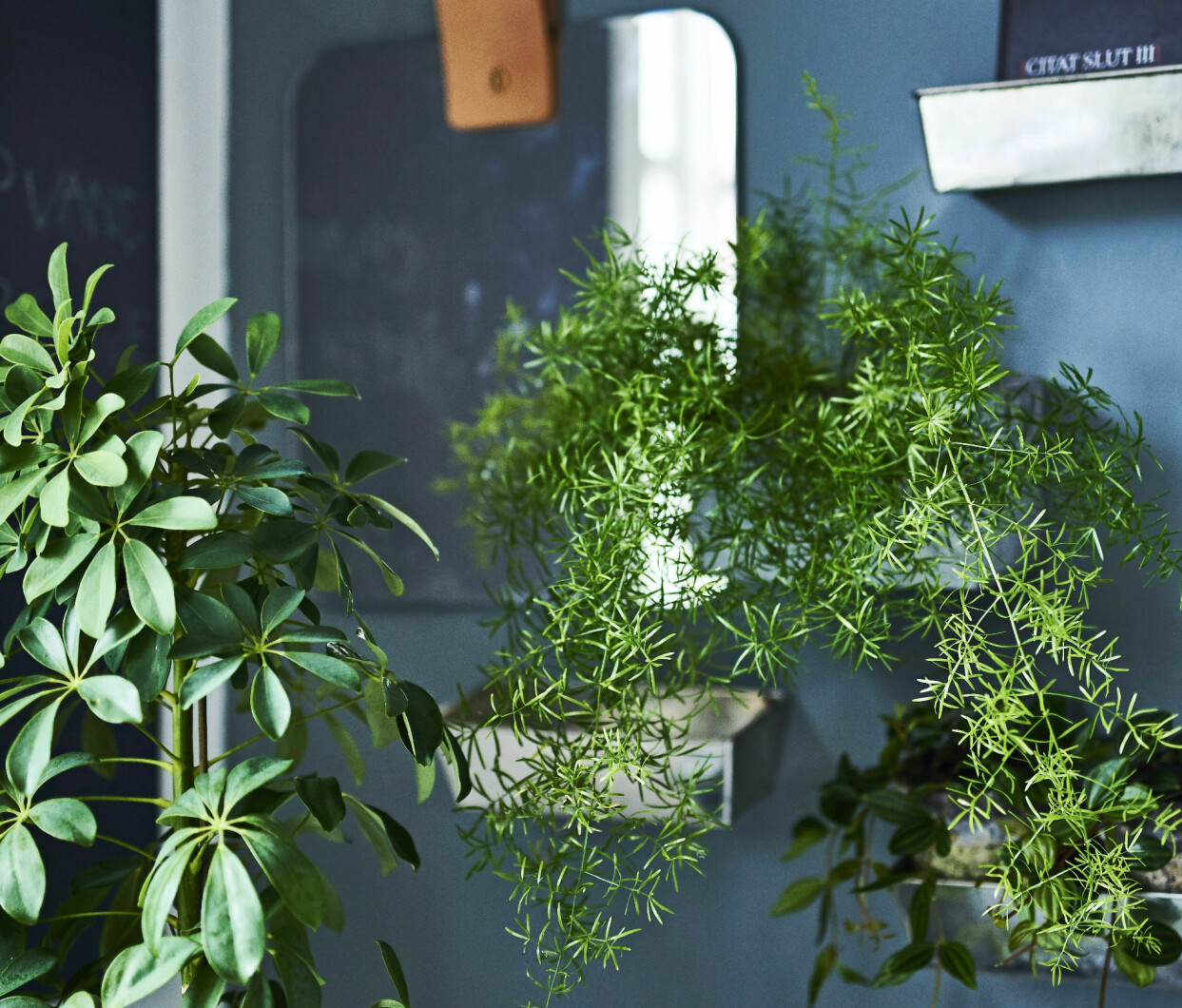 Med speglar får gröna växter en extra dimension i rummet. Här en skir och grön hängsparris. Unga plantor växer uppåt, men på ädre plantor hänger de mjuka grenarna ner graciöst. I krukan till vänster står en paraplyaralia, en robust växt som tål det mesta.