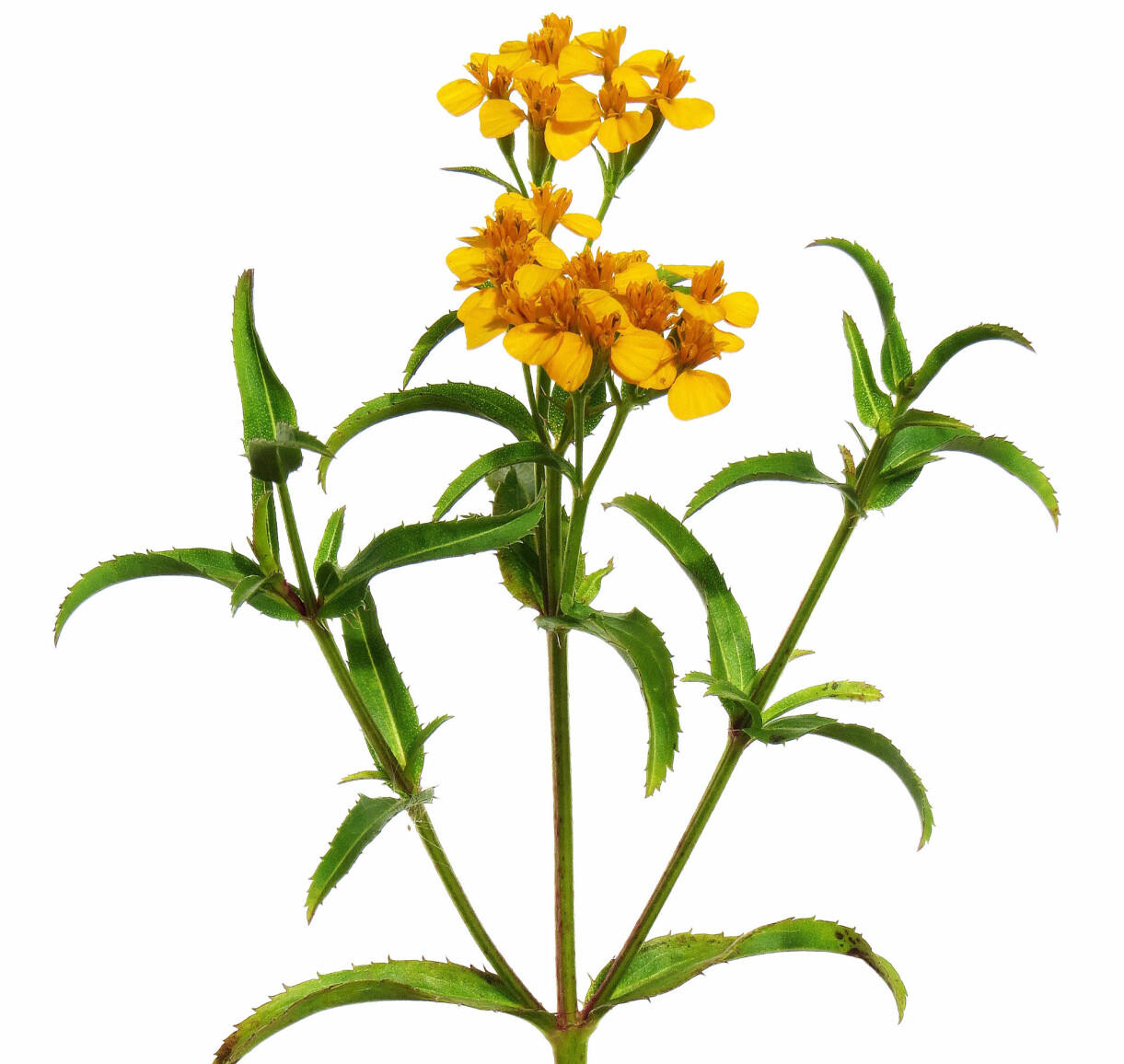 Mexikansk dragon eller lakritstagetes, <em>Tagetes lucida, </em>doftar och smakar dragon och anis och används som en sådan krydda. Växten blir 80 centimeter hög och får små gula blommor sent på säsongen. Blad och blommor ger dragonsmaken, både de färska och torkade. Mexikansk dragon eller lakritstagetes.