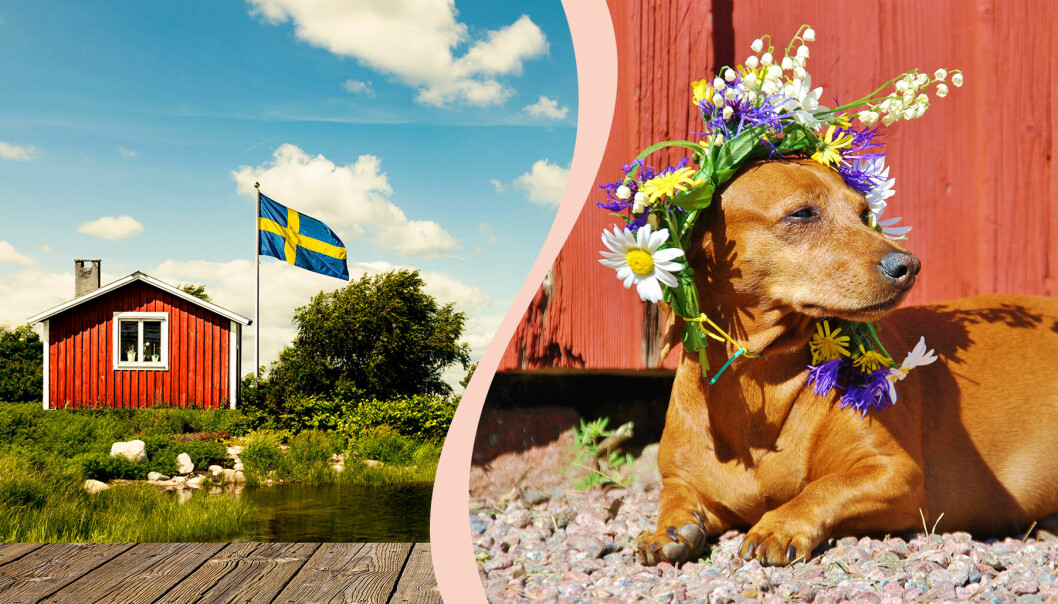 Till vänster, en svensk stuga och en svensk flagga, till höger en tax med en blomkrans.