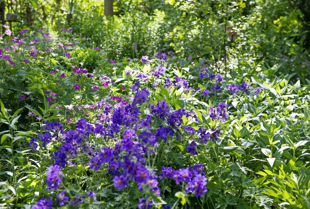 Underbara blålila midsommarblomster (skogsnäva). Klipp ner nävorna på högsommaren när de börjar vissna, 10-15 centimeter från marken, så kommer de med en ny blomning längre fram. Blålila midsommarblomster (skogsnäva) i trädgården.